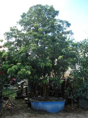 litchi tree pic