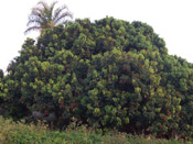 litchi tree picture