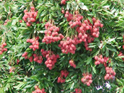 Litchi,  Fruit of the Lychee Tree