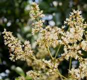 litchi tree