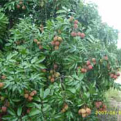 litchi tree