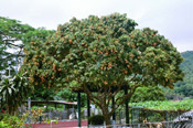 litchi tree photo