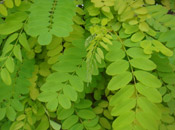 locust tree leaves