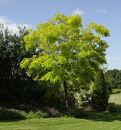 locust tree pic