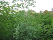 locust tree