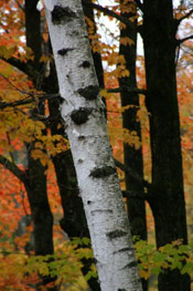 Birch Tree