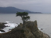 Lone Cypress Tree