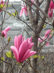 magnolia buds