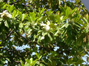 magnolia