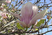 magnolia tree