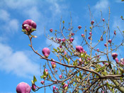 magnolia tree