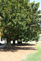 magnolia tree image