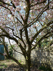 magnolia tree picture