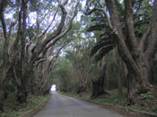 mahogany trees