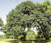 mahogany tree