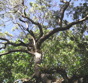 mahogany tree