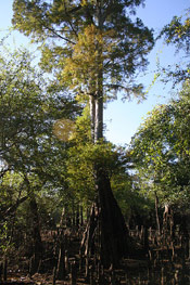 Majestic Cypress Tree
