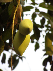 mango fruit