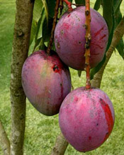 mango fruit