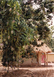 mango tree photo