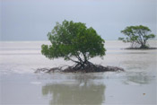 mangrove