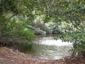 mangrove trees