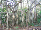 mangrove trees