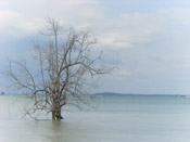 mangrove tree