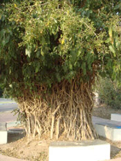 mangrove tree pic