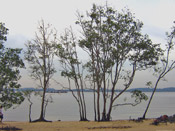 mangrove trees