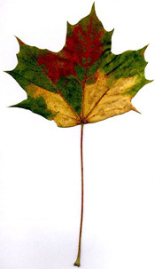 maple leaf