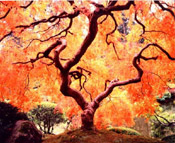 maple tree