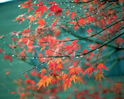 maple tree foliage