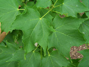 Pictures of Maple Trees: Maple tree leaves