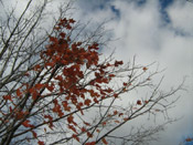 maple tree pic