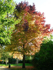 maple tree picture