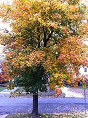 maple tree picture