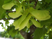 Pictures of Maple Trees: Maple tree seeds