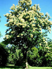 mature teak tree