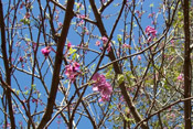 mexican buckeye