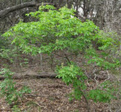 mexican buckeye