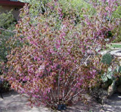 mexican buckeye shrub