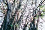 mountain ash trees