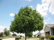 mountain ash tree