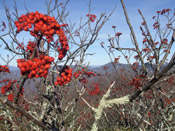 mountain ash