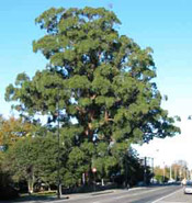 mountain ash photograph