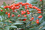 mountain ash berries