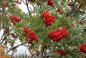 mountain ash berries