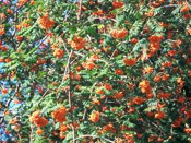 mountain ash berries