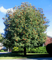 mountain ash image